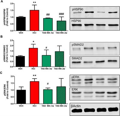 Optimizing antidotal treatment with the oral HSP90 inhibitor TAS-116 against hydrochloric acid-induced pulmonary fibrosis in mice